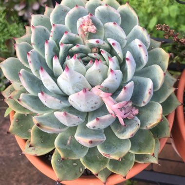 Echeveria Chihuahuaensis