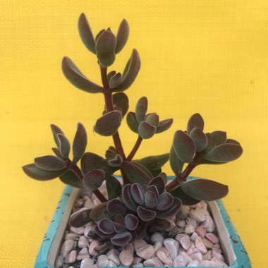 Crassula rogersii