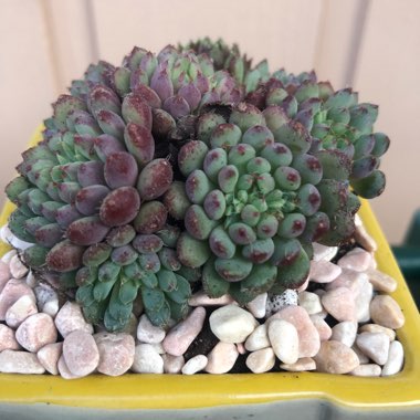 Echeveria Setosa var. Deminuta