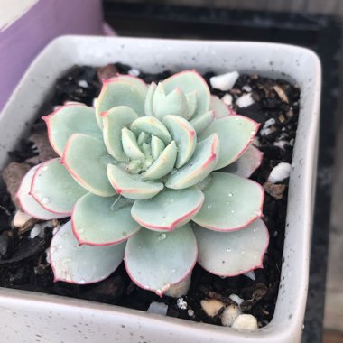 Echeveria subcorymbosa Lau 026