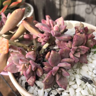 Graptopetalum Claret