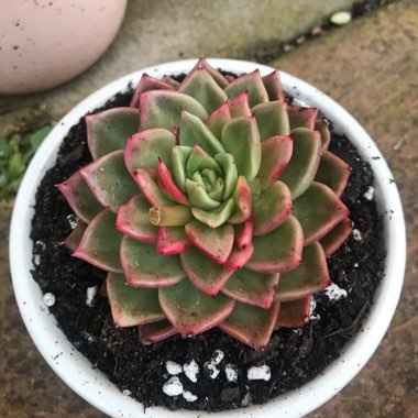 Echeveria Gilva