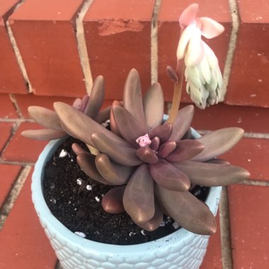 Pachyphytum 'Captain Jessop'