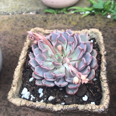 Echeveria Cuspidata Var. Zaragozae Pink Form