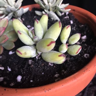 Cotyledon Papillaris