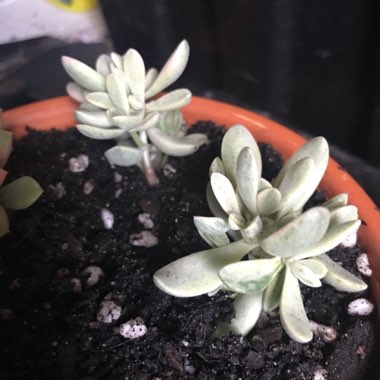 Crassula rogersii Variegated