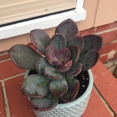 x Pachyveria 'Blue Tongue' syn. Graptoveria 'Blue Tongue'