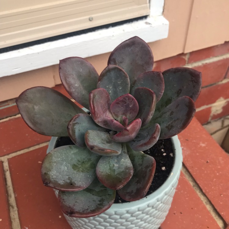 Plant image x Pachyveria 'Blue Tongue' syn. Graptoveria 'Blue Tongue'