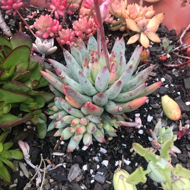 Pachyphytum longifolium