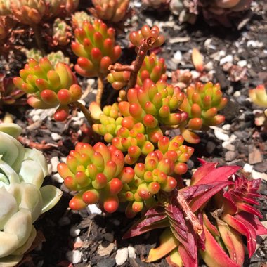 Sedum Rubrotinctum