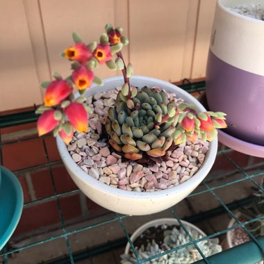 Echeveria Setosa Deminuta