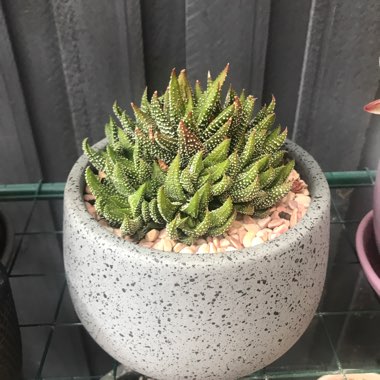 Haworthiopsis attenuata var. attenuata 'Enon' syn. Haworthia attenuata 'Enon'