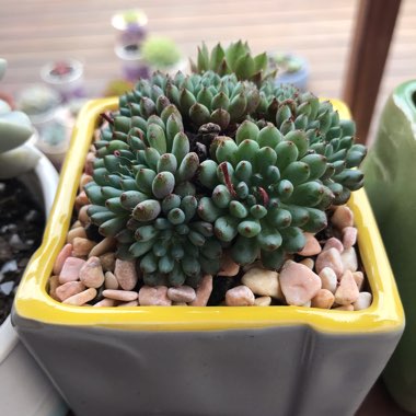 Echeveria Setosa var. Deminuta