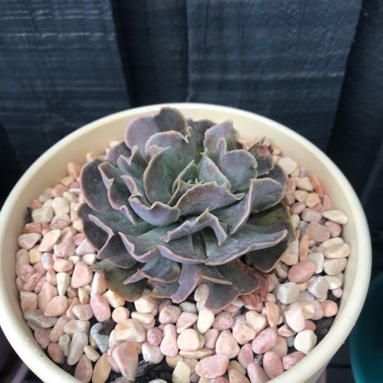 Plant image Echeveria Doppler