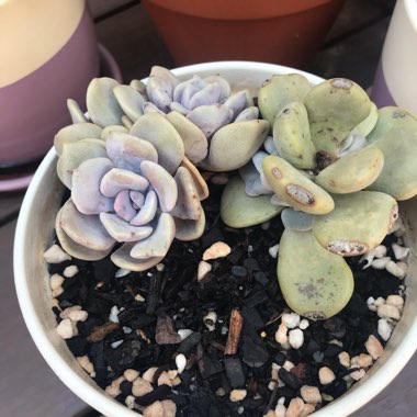 xGraptoveria Margaret Rose