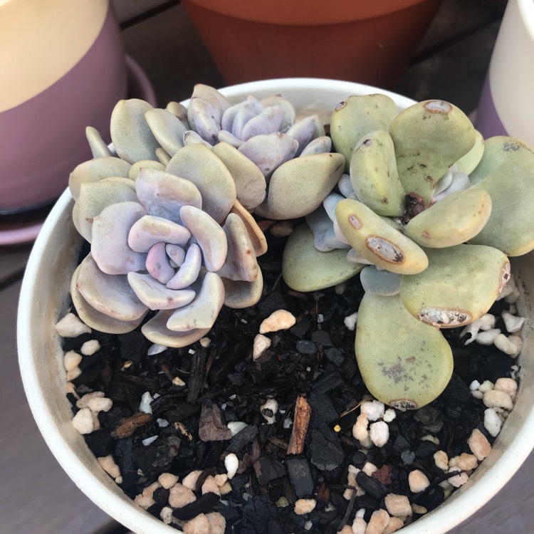 Plant image xGraptoveria Margaret Rose