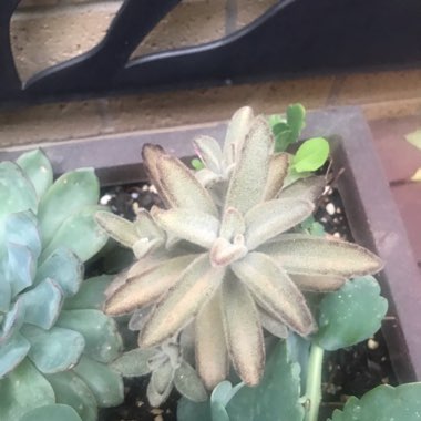 Kalanchoe Tomentosa 'Chocolate Soldier'