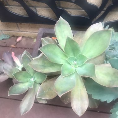 xGraptoveria Douglas Huth