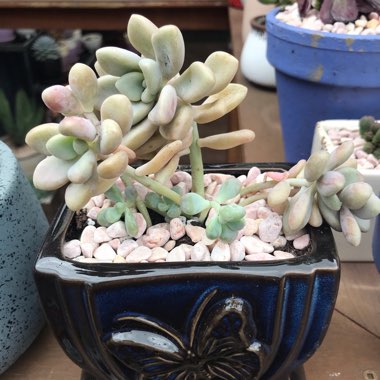 Graptopetalum daruma shuurei