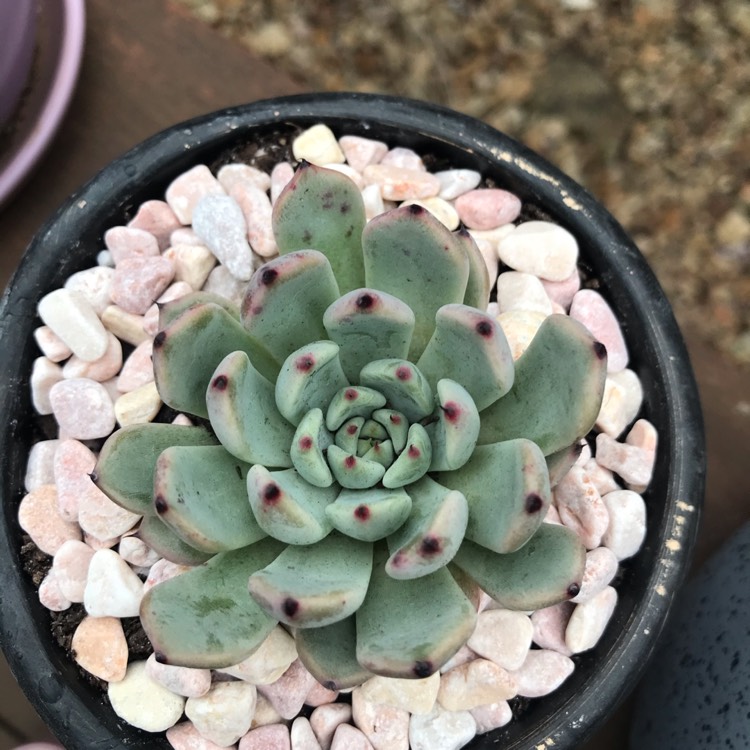 Plant image Echeveria Red Absinthe