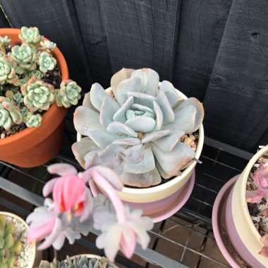 Echeveria Exotic