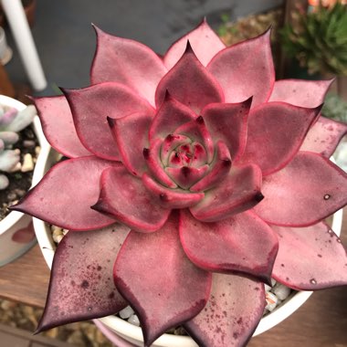 Echeveria Agavoides Romeo