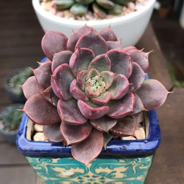 Echeveria Parks Pop Candy