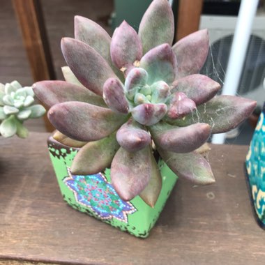 xGraptoveria Royal Flush