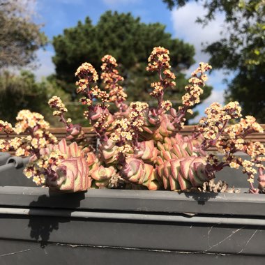 Crassula Perforata 'Giant Box'