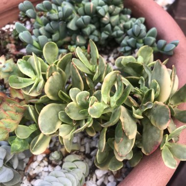 Crassula platyphylla variegated