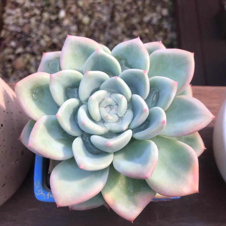 Plant image Echeveria Ghost 61