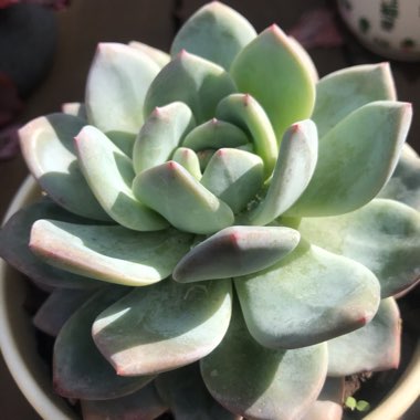 Echeveria Monroe