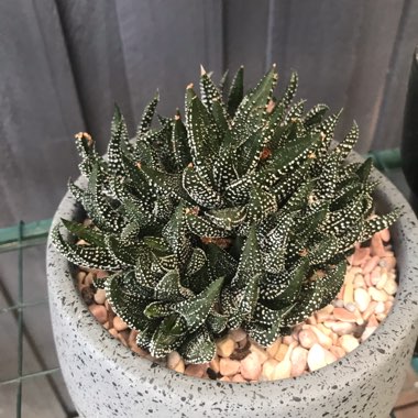 Haworthiopsis attenuata var. attenuata 'Enon' syn. Haworthia attenuata 'Enon'