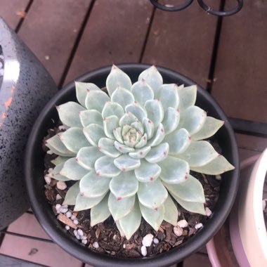 Echeveria cuspidata var. 'Zaragozae' White Form