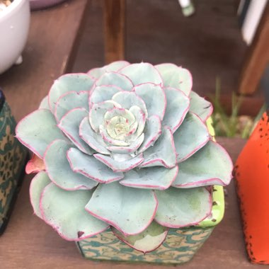 Echeveria Atlantis