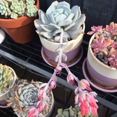 Echeveria Exotic