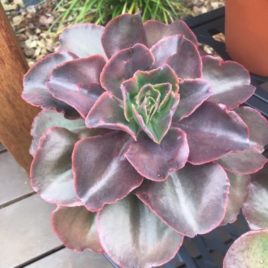 Echeveria Pappys Rose