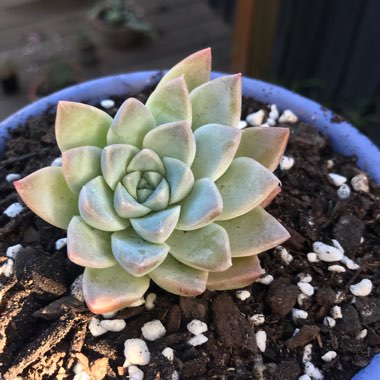 Echeveria Alabaster Magic