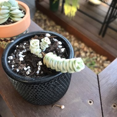 Crassula Baby's Necklace Variegated