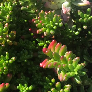 Sedum Rubrotinctum