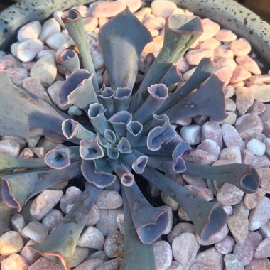 Echeveria Trumpet Pinky 