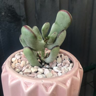 Cotyledon orbiculata var. 'Oophylla'