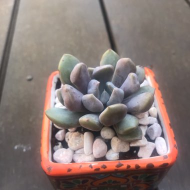 xGraptoveria Topsy Debbi