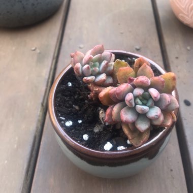 xGraptoveria Purple Dreams