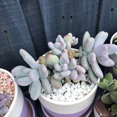 Pachyphytum bracteosum