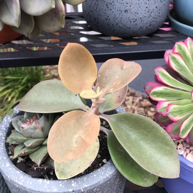 Kalanchoe orgyalis