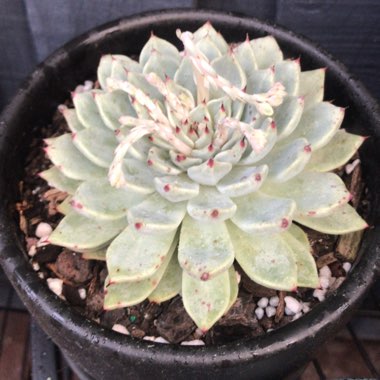 Echeveria cuspidata var. 'Zaragozae' White Form