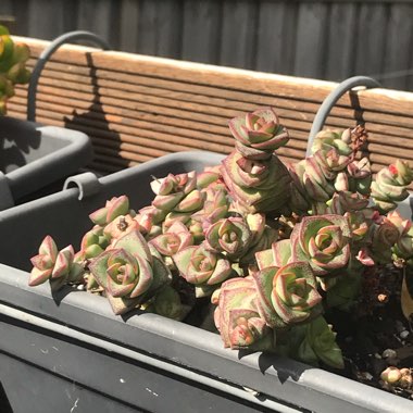 Crassula perforata 'String of Buttons'