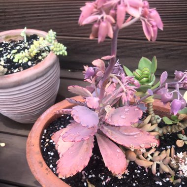 Kalanchoe fedtschenkoi 'Variegata'