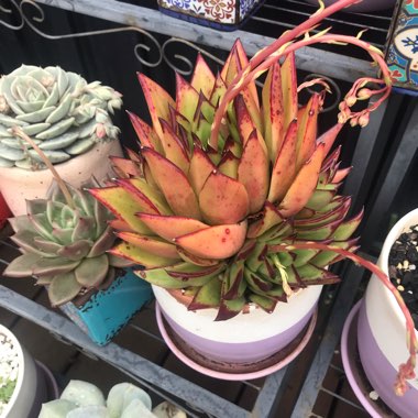 Echeveria Agavoides Red Edge